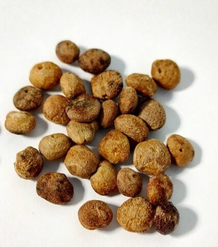 Operculicarya multijuga 7 Pieces Seeds