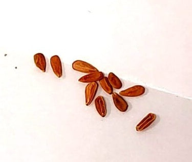 Pachypodium brevicaule 10 Pieces Seeds