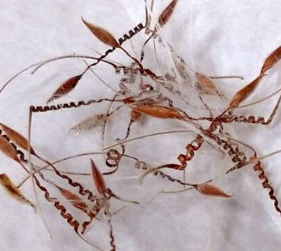 Pelargonium crithmifolium 3 Pieces Seeds