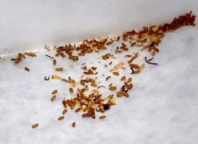 Tylecodon striatus 10 Pieces Seeds