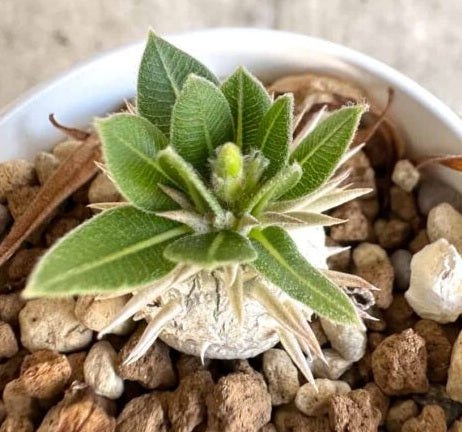 Pachypodium densicaule 4 Pieces Seeds