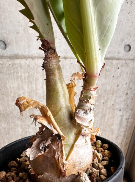 Cyphostemma bainesii 4 Pieces Seeds