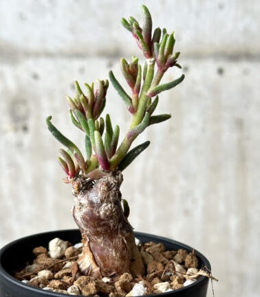 Phyllobolus tenuiflorus 5 Pieces Seeds