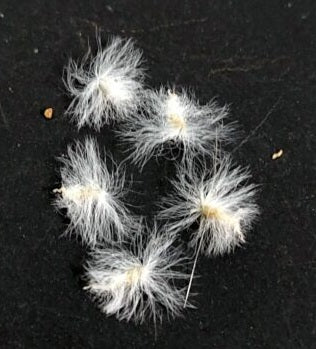 Eriospermum dregei 3 Pieces Seeds