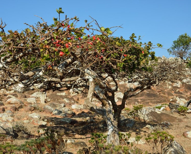 Punica protopunica 10 Pieces Seeds