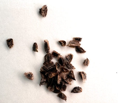 Aloe capitata var. quartziticola 10 Pieces Seeds