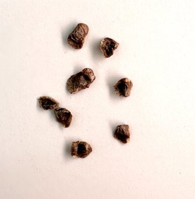 Aloe castilloniae 10 Pieces Seeds