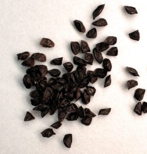 Aloe conifera 10 Pieces Seeds