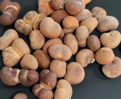 Adansonia digitata 10 Pieces Seeds