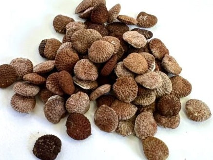 Adenia fruticosa 4 Pieces Seeds