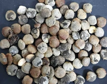 Adenia glauca 4 Pieces Seeds