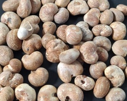 Adansonia perrieri 10 Pieces Seeds