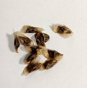 Aloe harlana 10 Pieces Seeds