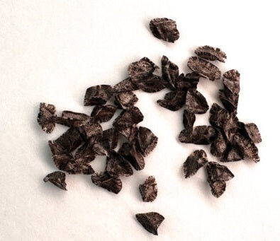 Aloe hoffmannii 10 Pieces Seeds