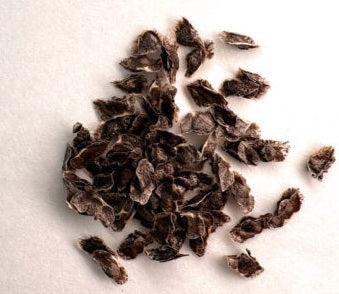 Aloe makayana 10 Pieces Seeds