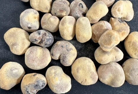 Adansonia rubrostipa 5 Pieces Seeds