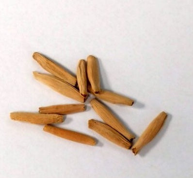 Adenium somalense 6 Pieces Seeds