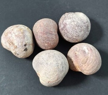 Adansonia suarezensis 10 Pieces Seeds