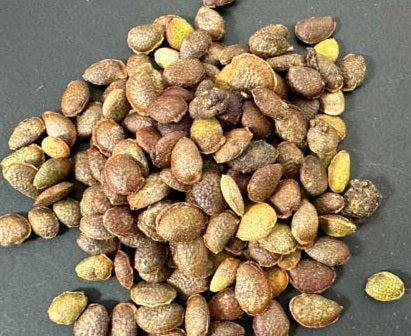 Adenia subsessilifolia 6 Pieces Seeds