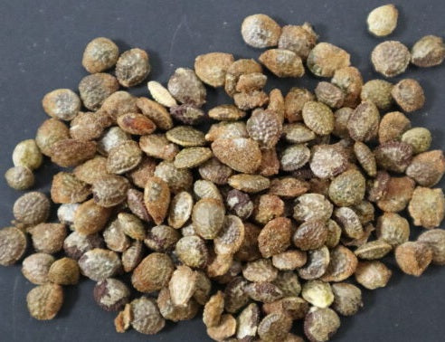 Adenia Venenata 3 Pieces Seeds