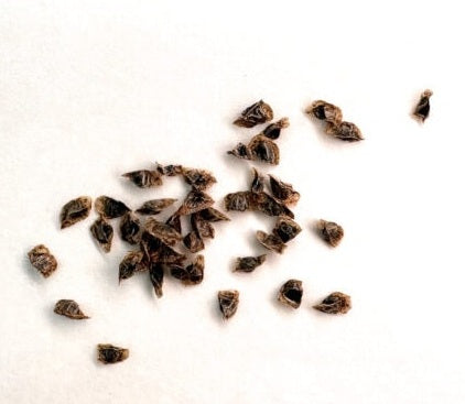 Aloe viguieri 10 Pieces Seeds