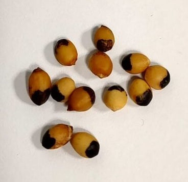 Bursera bipinnata 5 Pieces Seeds