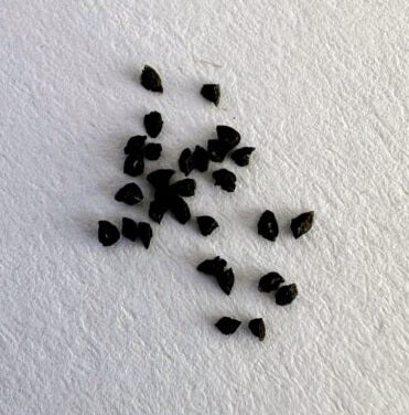 Bulbine mesembryanthoides 10 Pieces Seeds