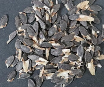 Beiselia mexicana 4 Pieces Seeds