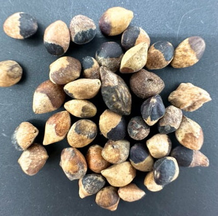 Commiphora aprevalii 8 Pieces Seeds