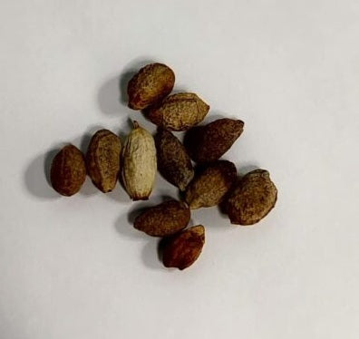 Cyphostemma cirrhosum 4 Pieces Seeds