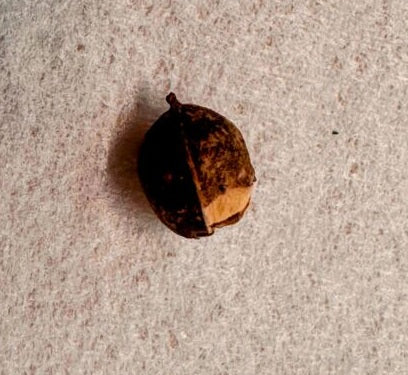 Commiphora sp. ‘Eyl’ 4 Pieces Seeds