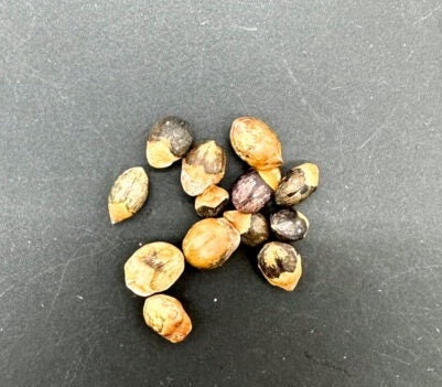 Commiphora glaucescens 4 Pieces Seeds