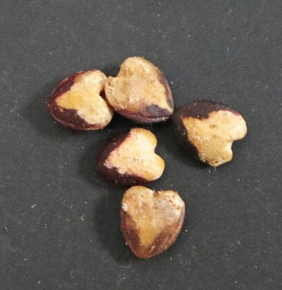 Commiphora holtziana (kataf) 4 Pieces Seeds