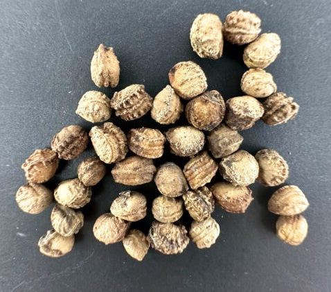 Commiphora kua ‘Isiolo’ 4 Pieces Seeds