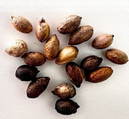 Cyphostemma pachypus 10 Pieces Seeds