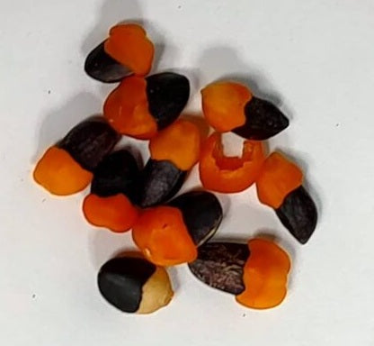 Commiphora saxicola 4 Pieces Seeds