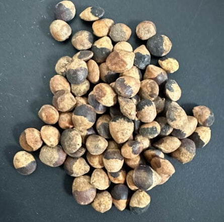Commiphora sp Onilahy 4 Pieces Seeds