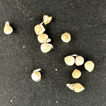 Dorstenia gypsophila 6 Pieces Seeds