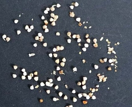 Dorstenia verdickii 7 Pieces Seeds