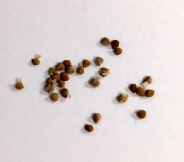 Dorstenia benguellensis 5 Pieces Seeds