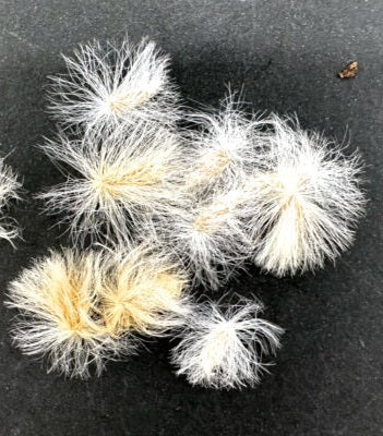 Eriospermum alcicorne 2 Pieces Seeds
