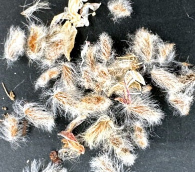 Eriospermum aphyllum 2 Pieces Seeds