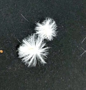 Eriospermum appendiculatum 2 Pieces Seeds