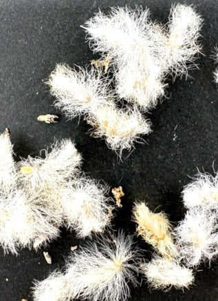 Eriospermum cervicorne 2 Pieces Seeds