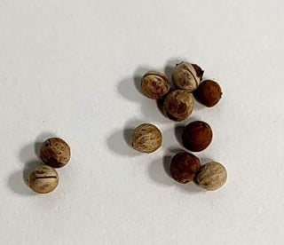 Euphorbia clavigera 5 Pieces Seeds