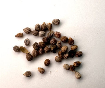 Euphorbia fishbone 5 Pieces Seeds