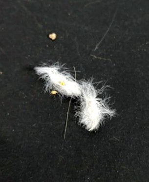 Eriospermum folioliferum 2 Pieces Seeds