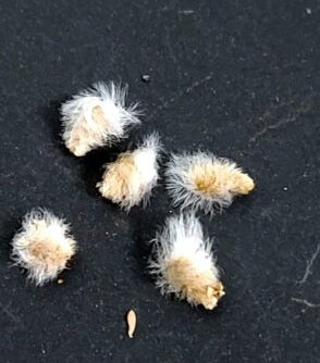 Eriospermum namaquensis 2 Pieces Seeds