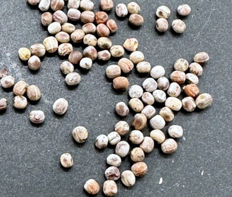 Euphorbia pachypodioides 6 Pieces Seeds