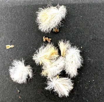 Eriospermum titanopsoides 2 Pieces Seeds